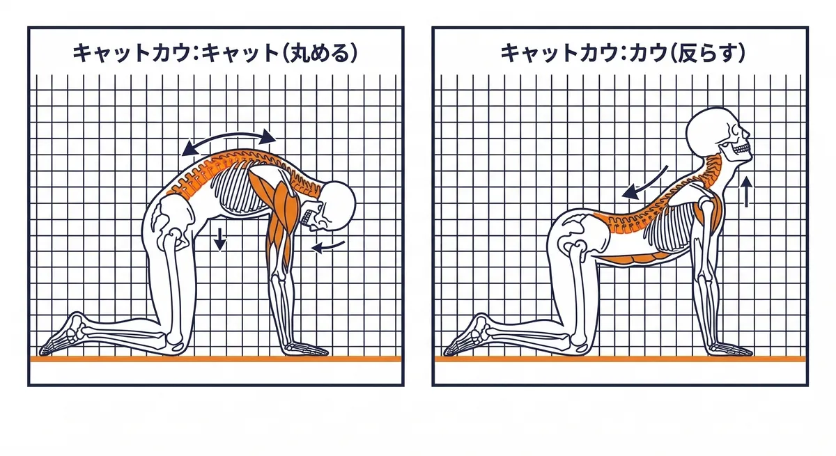 キャット&カウのフォーム